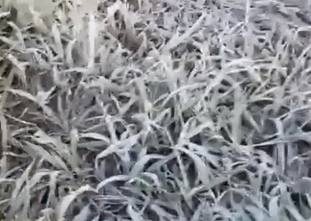 Frio intenso provoca geada em 12 cidades de Mato Grosso do Sul