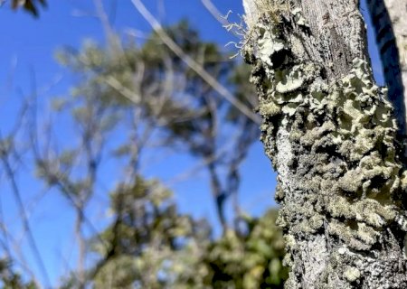Reserva Ecológica do IBGE no DF passa a ter gestão apoiada pelo ICMBio