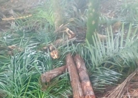 Produtor de Itaporã denuncia furto de mais de 30 palmitos e cobra punição