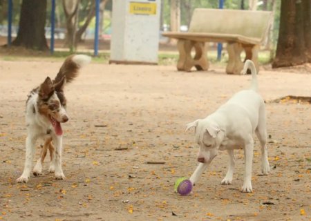 Lei torna crime exercício ilegal da medicina veterinária 