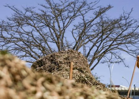 Sistemas agroecológicos de quatro biomas são criados em Brasília