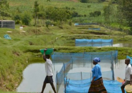 Estudo alerta para avanço de bactéria em criações de peixes