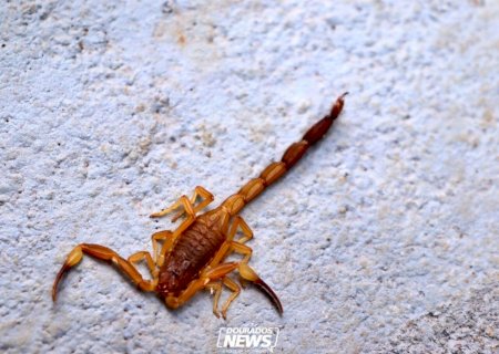 Crianças são mais vulneráveis a envenenamento por picada de escorpião