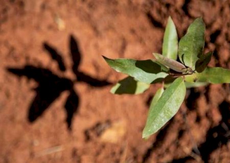 Vale da Celulose inicia produ&ccedil;&atilde;o de eucalipto que consome menos &aacute;gua