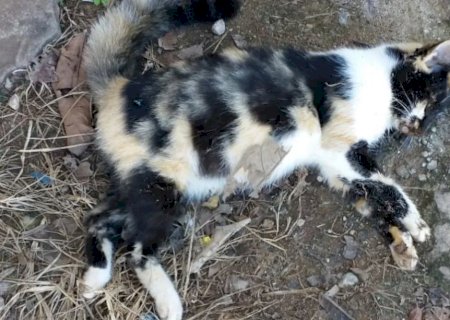 Polícia prende homem acusado de matar gato com alicate no MS