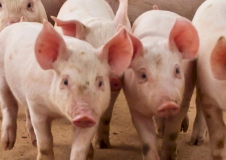 China, Paraguai e Palau ampliam acesso a produtos brasileiros