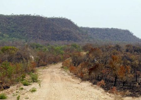 Mapbiomas: menor vegetação nativa expõe mais o país ao El Niño