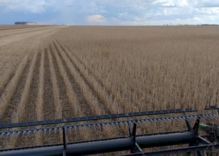 Expansão da produção de biodiesel fortalece a demanda por óleo de soja