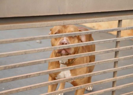 Pitbull avança contra policiais e é m#rto a tiros no MS