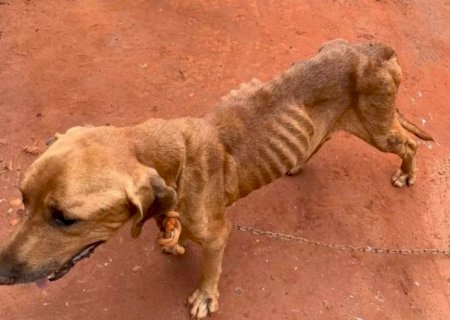 Projeto cria cadastro estadual de pessoas punidas por maus-tratos a animais