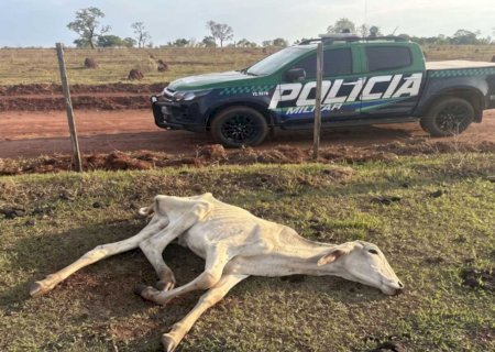 Fazenda é investigada após PMA encontrar gado magro e animais mortos no MS
