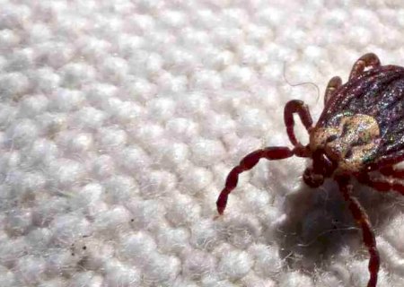 SP registra 18 mortes por febre maculosa em 19 casos confirmados