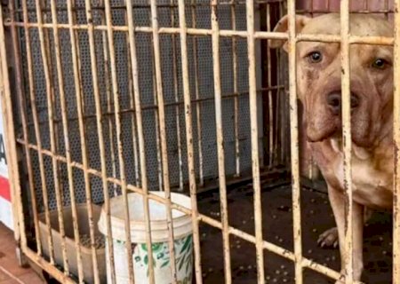 Pitbull foge de casa, invade residência de vizinha e mata cães em Maracaju