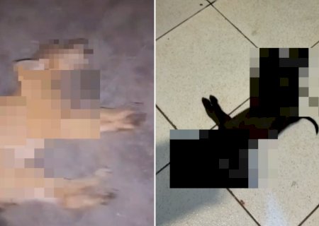 Onze animais são mortos em Dourados por suspeita de envenenamento 