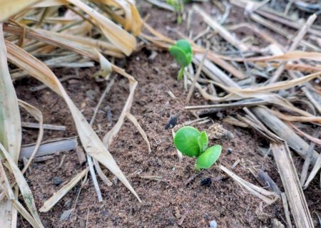 Produzir um hectare de soja na safra 2026/2027 custa mais de R$ 5 mil, aponta estudo da Aprosoja/MS
