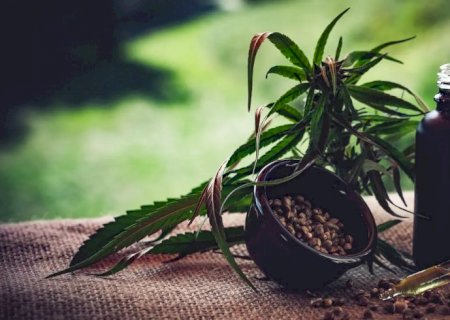 Para associações, normas ainda deixam pontos em aberto sobre cannabis