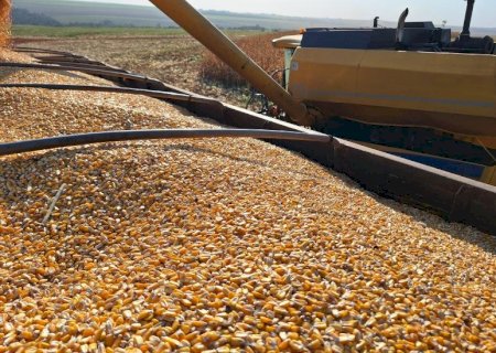 Colheita do milho caminha para a reta final e produtores já preparam o terreno para o plantio da soja