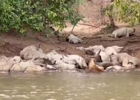 Gado debilitado volta a aparecer às margens do Rio Taquari