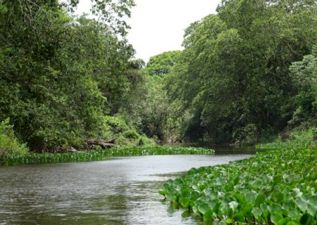 Em 40 anos, lavouras avan&ccedil;am e vegeta&ccedil;&atilde;o nativa diminui na Mata Atl&acirc;ntica de MS