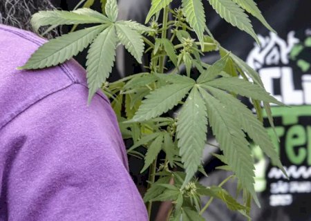 Flagrante por drogas gera mais prisão preventiva do que outros crimes