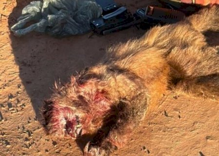 Seis homens são presos com armas e animais abatidos durante caça ilegal