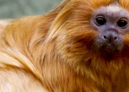 COP17 da Biodiversidade começa segunda-feira na Armênia