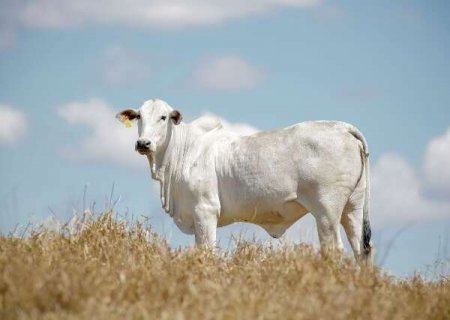 Produto desenvolvido em MS busca controlar moscas dos bovinos com nanotecnologia