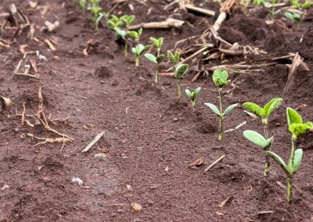 Chuva atrasa avanço do plantio da soja em Mato Grosso do Sul