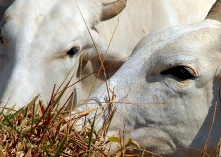 Carne brasileira passa a pagar tarifa de 67% para entrar na China