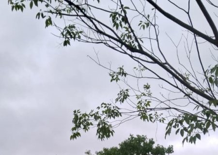 Itaporã: Defesa Civil é acionada após queda de árvore na pista durante ventania