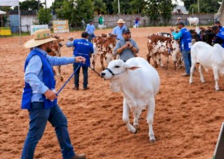 Ranking nacional da ra&ccedil;a Nelore come&ccedil;a na Expogen&eacute;tica MS com novas regras